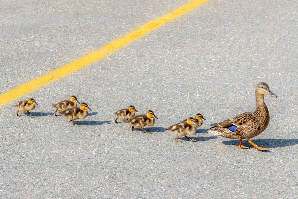 Ducks Crossing Your Path