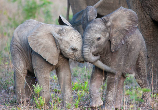 Baby White Elephant