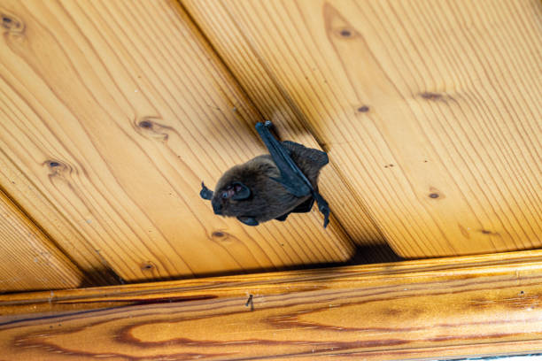 Bat Flying into House