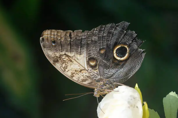 Grey Butterfly