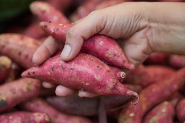 Buying Sweet Potatoes