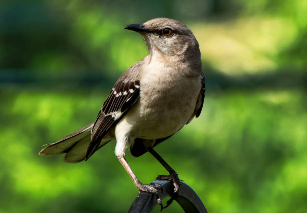 Mockingbird