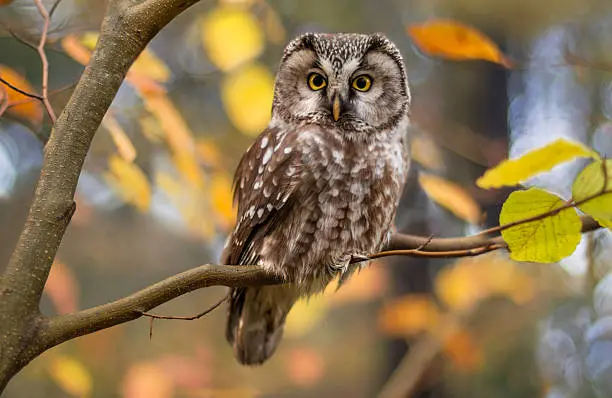 Brown Owl