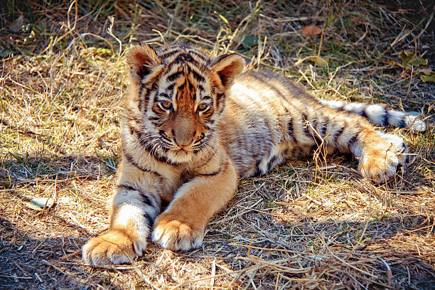 Baby Tiger