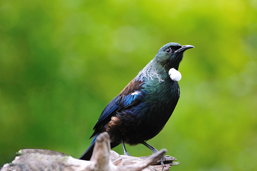 tui