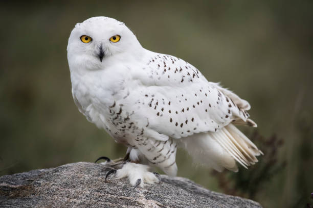 white owl