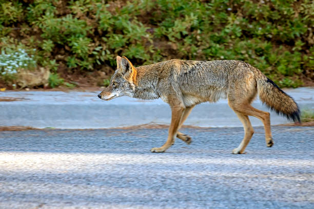 Seeing a Coyote