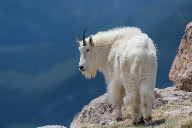 Mountain Goat