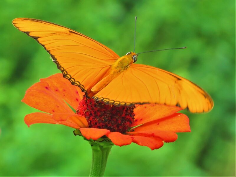 Orange Butterfly