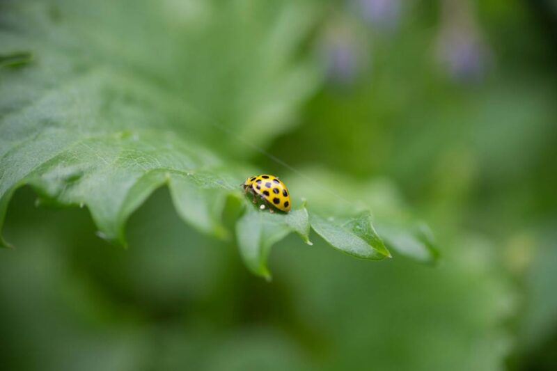 Yellow Ladybug