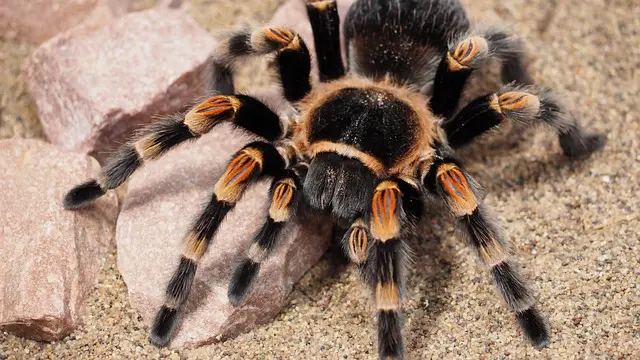 Tarantulas