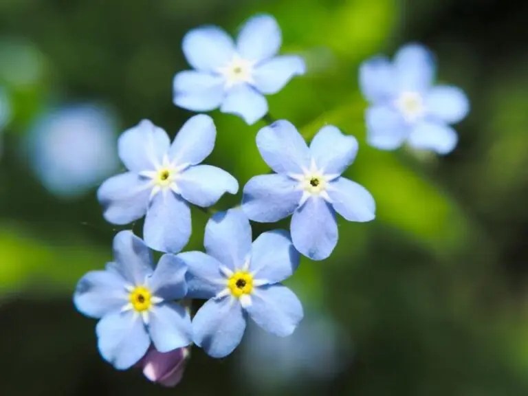 Blue flowers