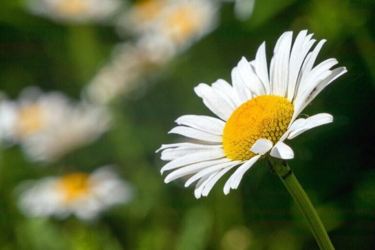 White Daisy