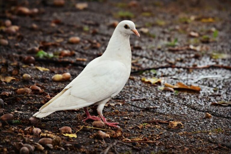 White Dove