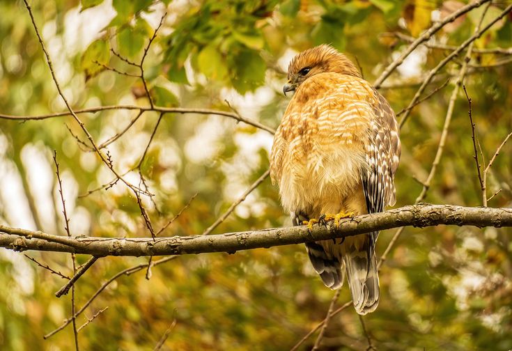 Red-Shouldered Hawk