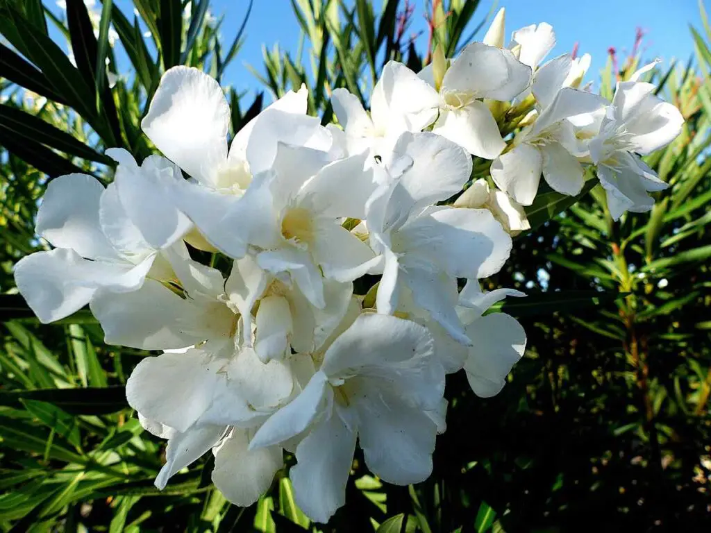 Oleander Flower Meaning