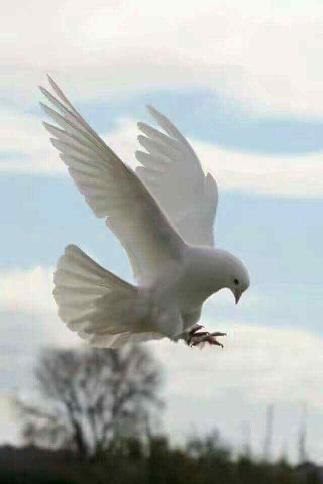 Are White Pigeons Good Luck