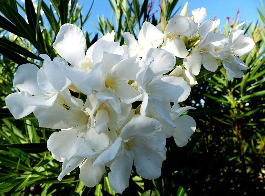 White oleander flower meaning bible