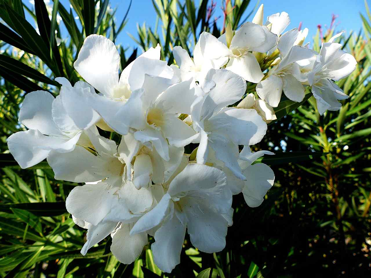 White oleander flower meaning bible