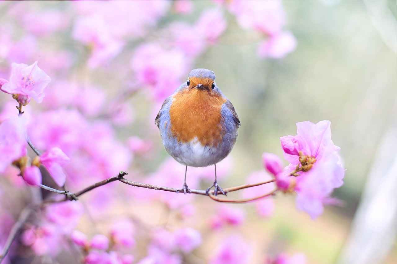 What Is the Spiritual Meaning of Seeing a Robin