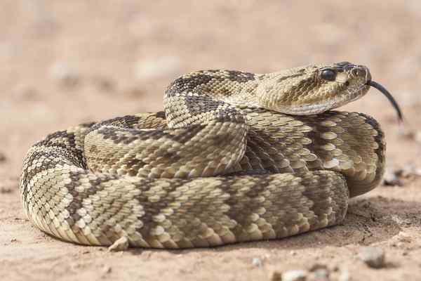 Rattlesnake Spiritual Meaning in the Bible