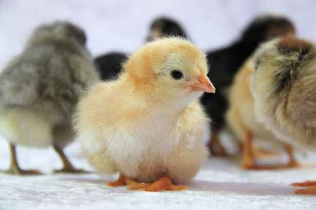 baby chicks