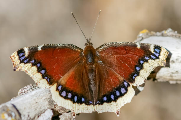 Mourning Cloak Butterfly Spiritual Meaning