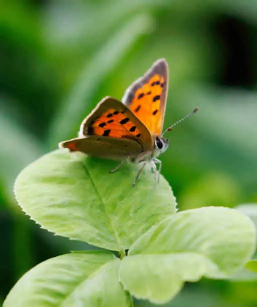 Small Copper Butterfly Spiritual Meaning