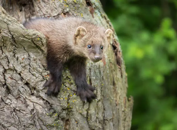 Fisher Cat Spiritual Meaning