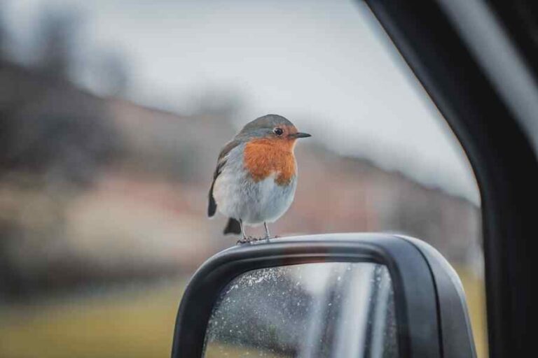 What Does It Mean When a Bird Lands on Your Car