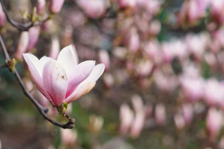 Spiritual Meaning of Smelling Magnolia: Blossoming Spiritual Wisdom