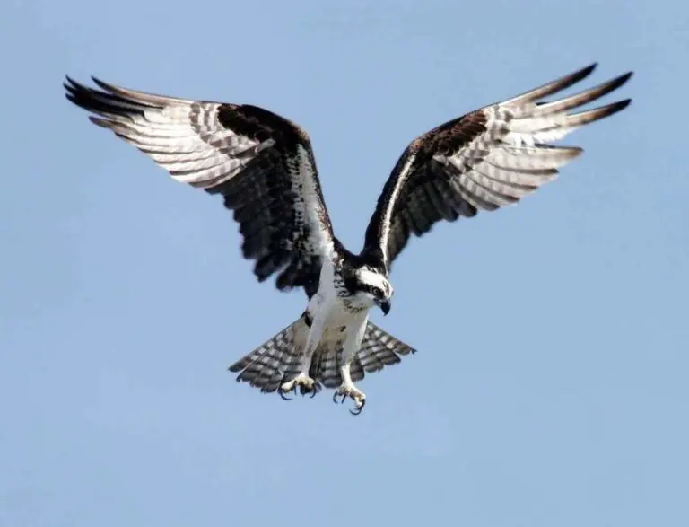 osprey