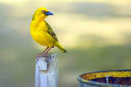 Yellow Bird