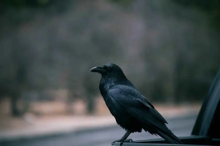 Crow cawing meaning