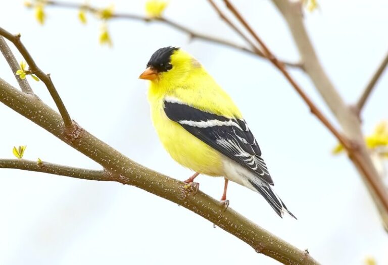 Yellow cardinal