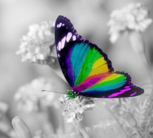 The Spiritual Meaning of Butterfly Colors