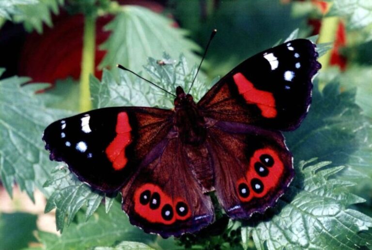 Red Admiral butterfly