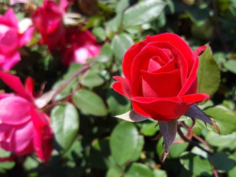 Spiritual Meaning of Smelling Roses: Embracing Love’s Divine Scent