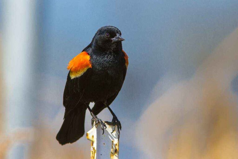 Spiritual Meaning of a Red-Winged Blackbird: Embracing Change and Transformation