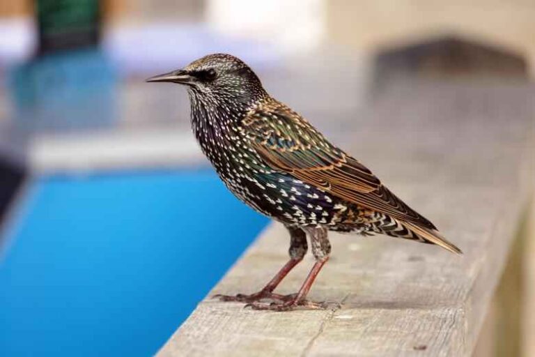 Spiritual Meaning of a Starling: A Songbird’s Divine Message