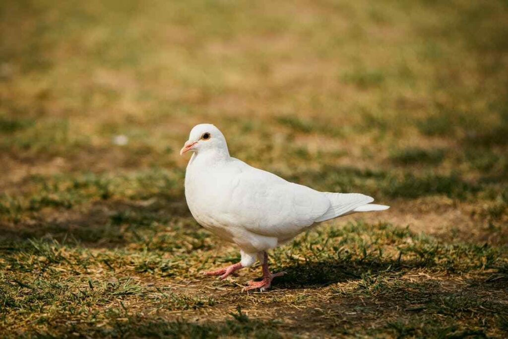 White Pigeon Spiritual Meaning