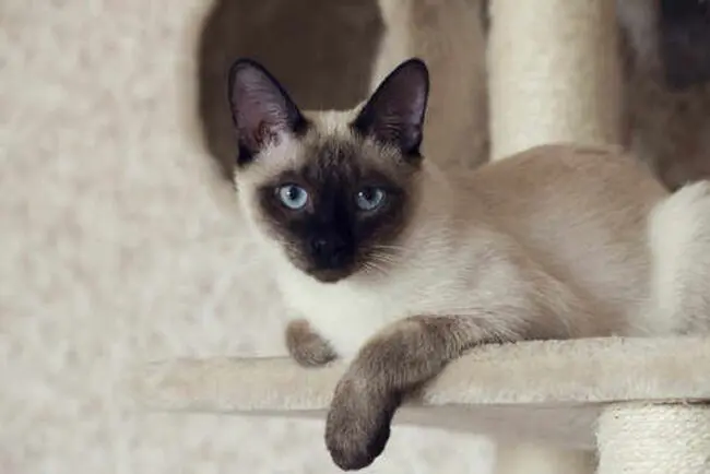 The Mystique: Why Siamese Cats Were Revered as Spiritual Guardians