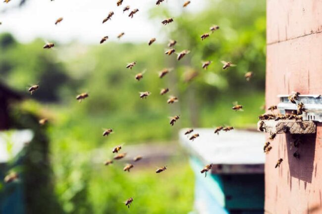 What Does it Mean When You Dream About Bees Chasing You?