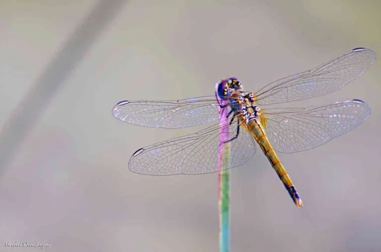 Multicolored Dragonfly Spiritual Meaning: Unlocking the Mystery