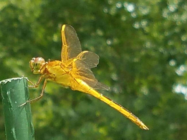 Gold Dragonfly Spiritual Meaning: Unlocking the Meaning