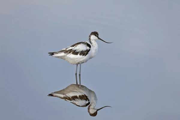 Avocet Symbolism