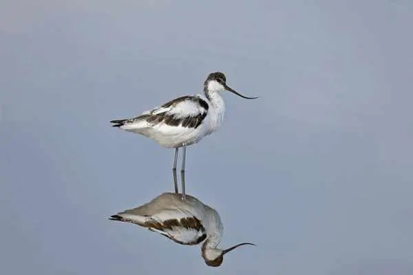 Avocet Symbolism