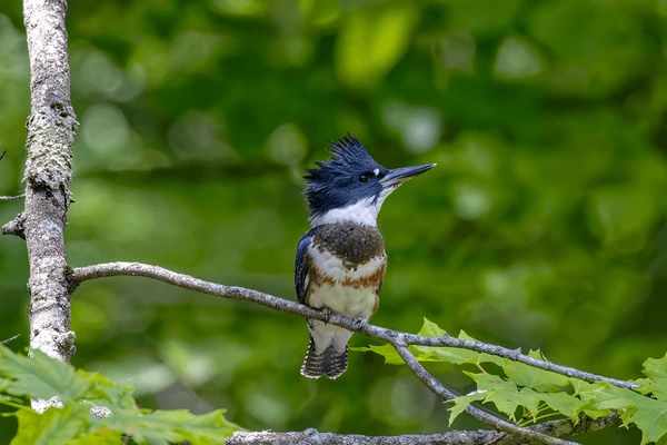 Uncover the Belted Kingfisher’s Spiritual Significance