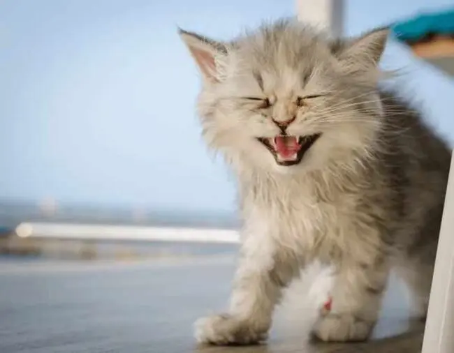 Cats Crying Like Babies: What Does It Mean Spiritually?