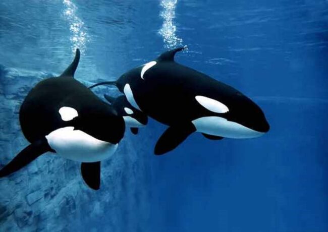 Killer Whale Dream: Biblical Meaning